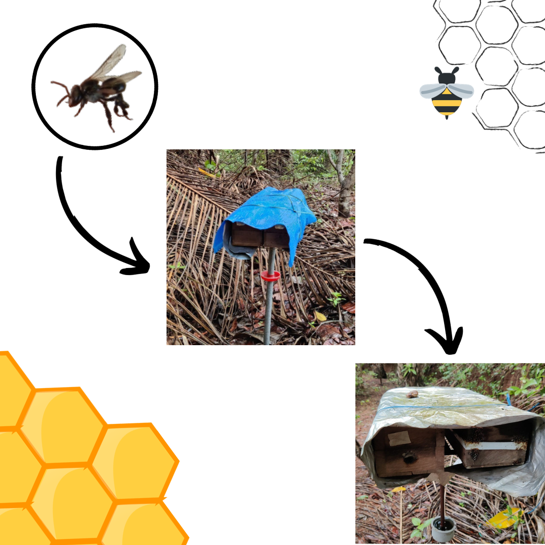 Indic Organics Small Stingless Bee Raw Honey from Western Ghats