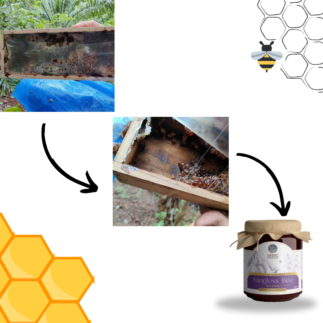 Indic Organics Small Stingless Bee Raw Honey from Western Ghats