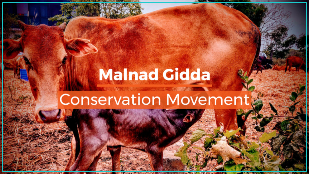 Indic Organics Malad Gidda A2 Ghee – Pure Pantry Staple From India