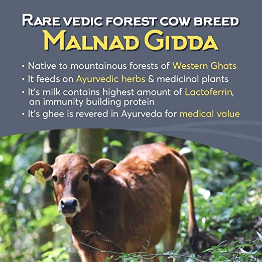 Indic Organics Ghritam Vedic Malnad Gidda A2 Ghee